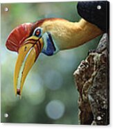 Sulawesi Red-knobbed Hornbill Male #4 Acrylic Print