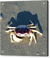 Sunning Sand Crab #1 Acrylic Print