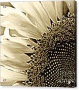 Sunny Bloom Sunflower Acrylic Print