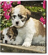 Teddy Bear Puppy Dogs #3 Acrylic Print