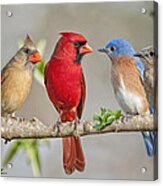 The Bluebirds Meet The Redbirds #1 Acrylic Print