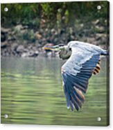 The Glide Acrylic Print