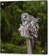 The Great Grey Owl Acrylic Print