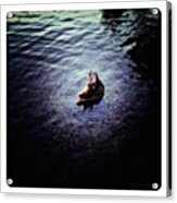 The Little Duck On The Northern Lake #1 Acrylic Print