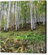 The White Forest #2 Acrylic Print