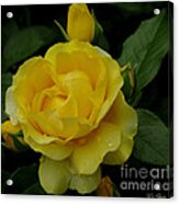 Yellow  Rose Of Summer Acrylic Print