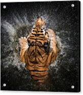 Tiger Splash #1 Acrylic Print