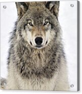 Timber Wolf Portrait Acrylic Print