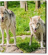 Timber Wolves #1 Acrylic Print