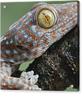 Tokay Gecko Juvenile Thailand #1 Acrylic Print