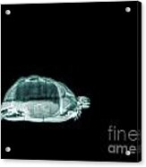 Tortoise Under X-ray  #1 Acrylic Print