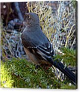 Townsends Solitaire #1 Acrylic Print