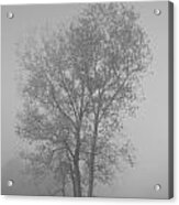 Tree In Morning Fog #1 Acrylic Print