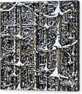 Tree Trunks In Winter 1 Acrylic Print