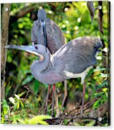 Tricolor Heron Adults In Breeding #1 Acrylic Print