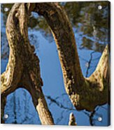 Twisted Root #2 Acrylic Print