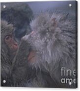 Two Japanese Macaque #1 Acrylic Print