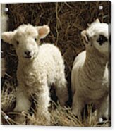 Two Lambs #1 Acrylic Print