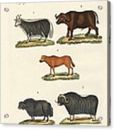 Various Kinds Of Oxen #1 Acrylic Print