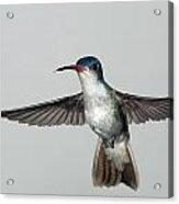 Violet-crowned Hummingbird #1 Acrylic Print