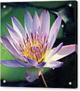 Blue Water Lily #2 Acrylic Print