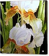 White Iris #1 Acrylic Print