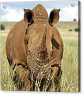 White Rhino #1 Acrylic Print