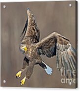 White Tailed Sea Eagle #1 Acrylic Print