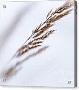 Winter Grass 1 Acrylic Print