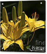 Yellow Day Lily 20120615_43a #1 Acrylic Print