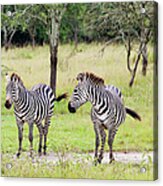 Zebra At Lake Mburo National Park #1 Acrylic Print