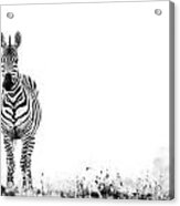 Zebra Facing Forward Washed Out Sky Bw #1 Acrylic Print