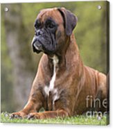 Boxer Dog #10 Acrylic Print