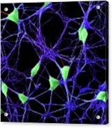Cortical Neurons Acrylic Print