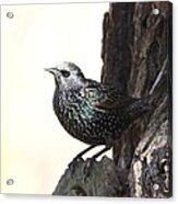 European Starling #10 Acrylic Print