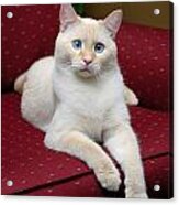 Flame Point Siamese Cat #10 Acrylic Print