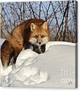Red Fox #10 Acrylic Print