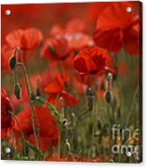 Red Poppy Flowers #10 Acrylic Print