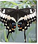 Butterfly #11 Acrylic Print