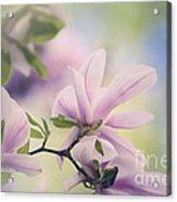 Magnolia Flowers #11 Acrylic Print