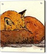 Red Fox #11 Acrylic Print