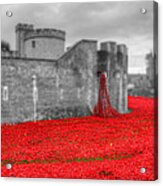 Tower Of London Poppies #12 Acrylic Print