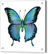 12 Blue Emperor Butterfly Acrylic Print