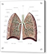 Lungs #12 Acrylic Print