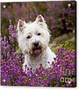 West Highland White Terrier #12 Acrylic Print