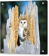 Barn Owl #9 Acrylic Print