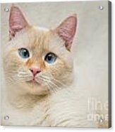 Flame Point Siamese Cat #13 Acrylic Print