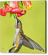 Ruby Throated Hummingbird #14 Acrylic Print