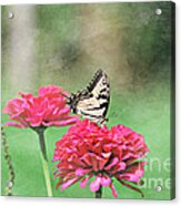 Swallowtail Butterfly #14 Acrylic Print