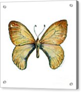 15 Clouded Apollo Butterfly Acrylic Print